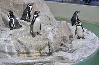 フンボルトペンギン