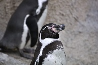 フンボルトペンギン