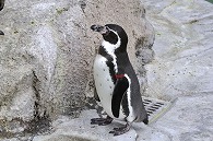 フンボルトペンギン