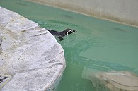 フンボルトペンギン