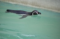 フンボルトペンギン