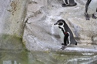 フンボルトペンギン