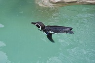 フンボルトペンギン