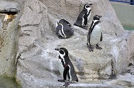 フンボルトペンギン