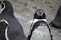 フンボルトペンギン