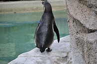 フンボルトペンギン