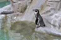 フンボルトペンギン