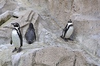フンボルトペンギン
