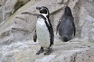 フンボルトペンギン