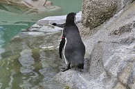 フンボルトペンギン