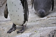 フンボルトペンギン