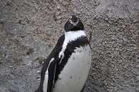 フンボルトペンギン