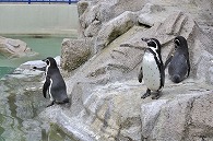 フンボルトペンギン
