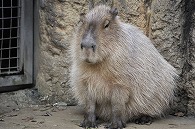 カピパラ