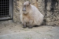 カピパラ