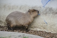 カピパラ