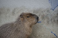 カピパラ