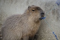 カピパラ