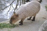 カピパラ