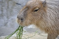 カピパラ