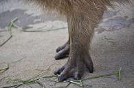 カピパラ