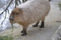 カピパラ