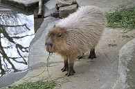 カピパラ