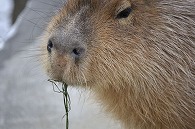 カピパラ