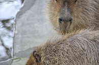 カピパラ