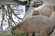 カピパラ