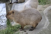カピパラ
