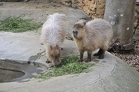 カピパラ