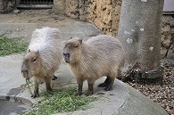 カピパラ