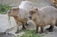 カピパラ