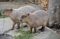 カピパラ