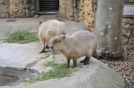 カピパラ