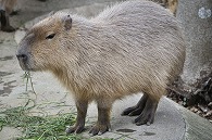 カピパラ
