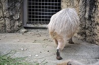 カピパラ