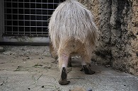 カピパラ