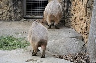 カピパラ
