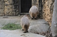カピパラ