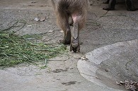 カピパラ