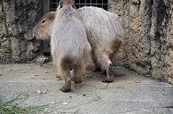 カピパラ