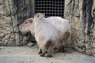 カピパラ