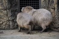 カピパラ