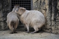 カピパラ