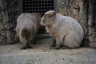 カピパラ
