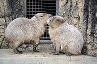 カピパラ