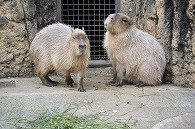 カピパラ