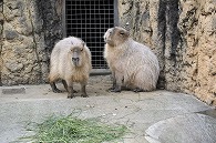 カピパラ
